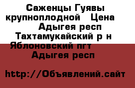 Саженцы Гуявы крупноплодной › Цена ­ 300 - Адыгея респ., Тахтамукайский р-н, Яблоновский пгт  »    . Адыгея респ.